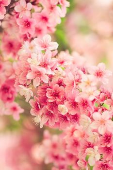 Cherry Blossoms (Mar17P28)