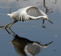Egret lunging for a frog