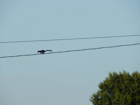High Wire Act...