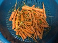 Little Carrots Harvest