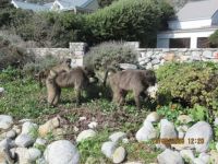 Baboons in Kommetjie