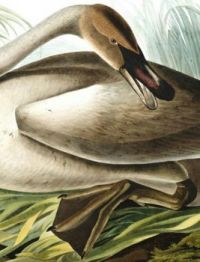 TRUMPETER SWAN