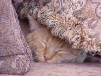 tiogar