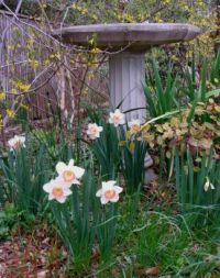 Pink daffodils in the garden today