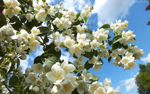 krásně kvetoucí jasmín - beautifully blooming Jasmine