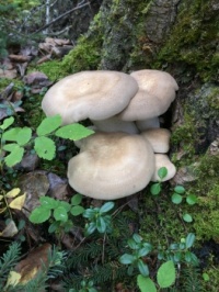 Cortinarius Mushrooms