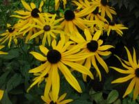 Butchart Gardens BC