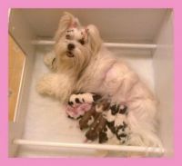 My Lhasa Apso Crystal with her babies