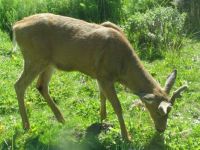 Black Tailed Deer Eating Unkempt Lawn