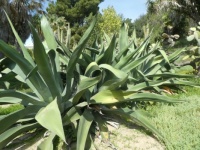 Agaves