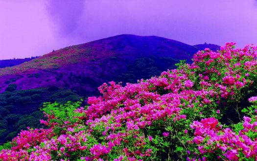 Hilltop Blossoms