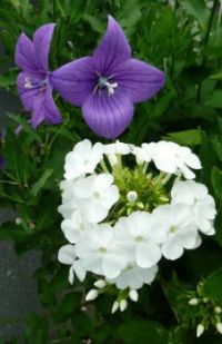 Platycodon and Phlox