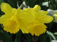 Big Spring Daffodils!