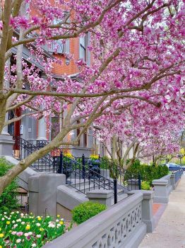 BOSTON-Spring 2020