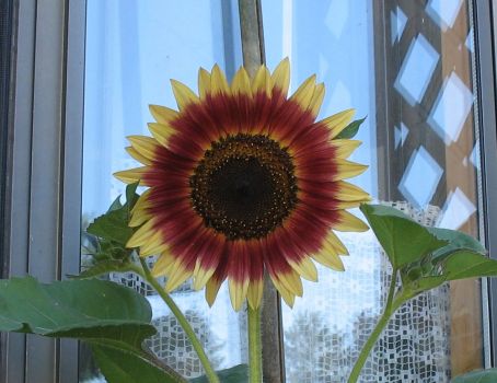 Sunflower, Autumn Beauty