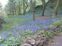 Bluebells in the Park