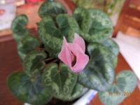 Cyclamen