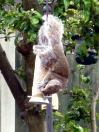 Grey Squirrel