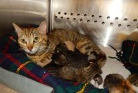 Rescued today, arriving tomorrow