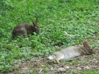 Rabbits in the Grass