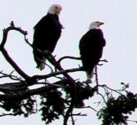 2 eagles-watching