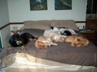 Doggie Nap Time