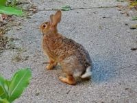 Ann Arbor bunny