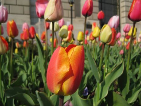 DC Tulips