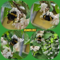 fleißige Hummel - busy bumblebee