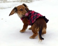 Our "Diva" sporting her Winter Fleece.