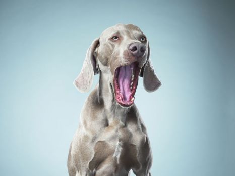 Scientists say dogs yawn in response to their owners' yawns~monkey see, monkey do.