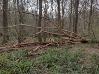 Woodland