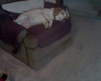 Queen of my home