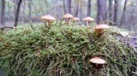 Mousses et champignons, forêt de Pulversheim