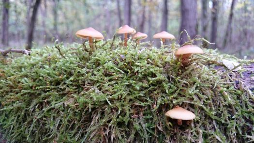 Mousses et champignons, forêt de Pulversheim