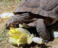 Desert Turtle Enjoying Lettuce