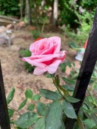 Ruth's Rose