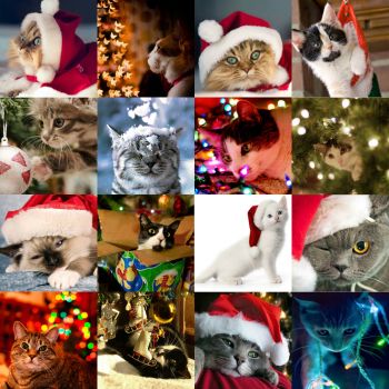 To all cat lovers - christmas cats