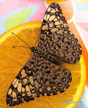 Brown butterfly  7438
