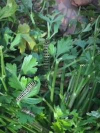 Swallowtails on Parsley