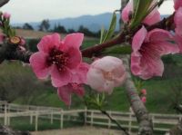 Nectarine Blossoms