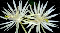 Kadupul Flowers (Epiphyllum oxypetalum), a beautiful rare flower from Sri Lanka. A flower that blooms once a year at night and only lasts a few hours.
