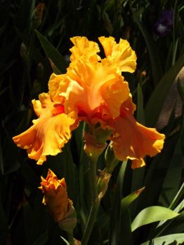 Sunny Orange Iris