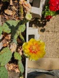 Kaktusblüte - Cactus Blossom