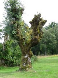 Lintalund - dead oak