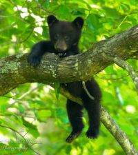 Bear Cub 3