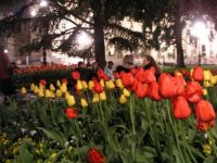 Tulips in the square, Verona, Italy
