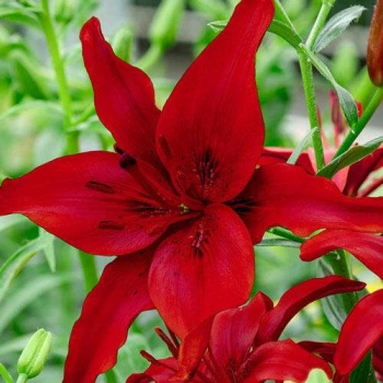 Red Asiatic Lilies (Lilium asiatic)