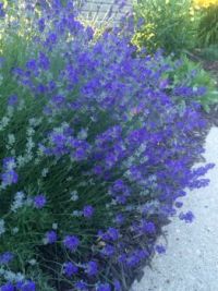 Lavender