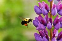 bee gathering nector